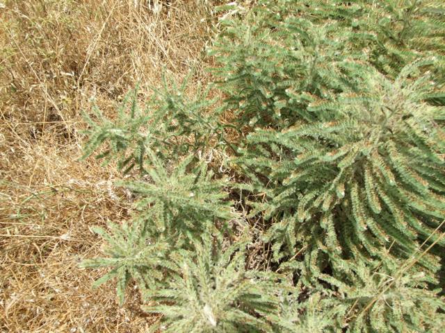 Echium italicum